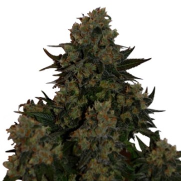 Семена конопли Auto Tutankhamon Feminised